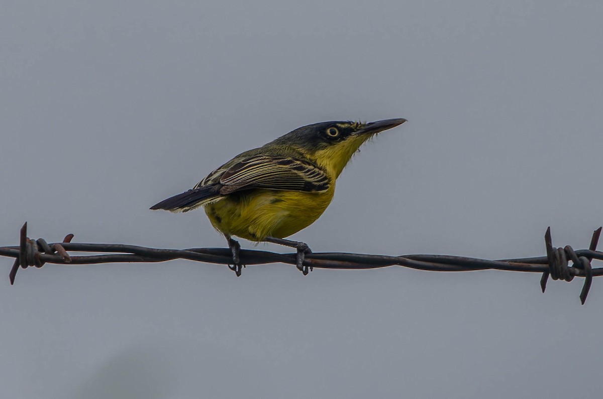 Common Tody-Flycatcher - ML645990681
