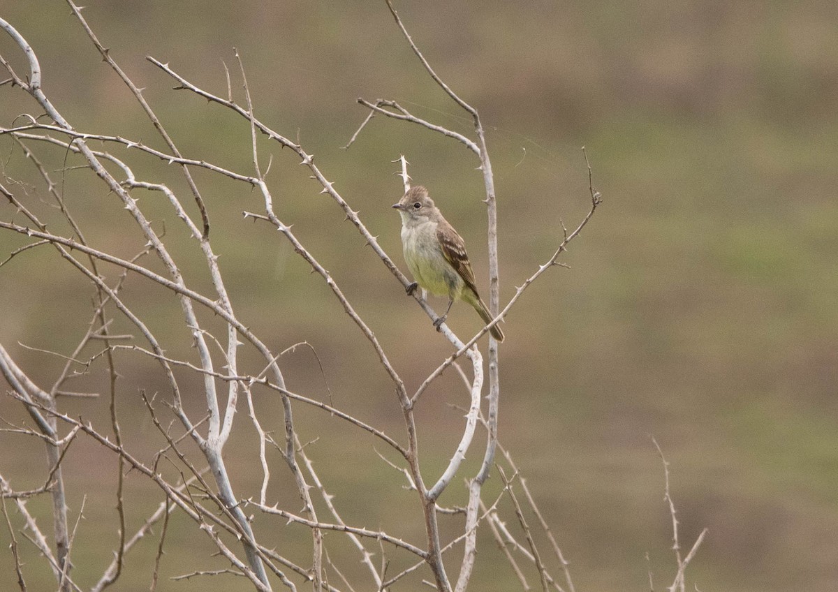 Yellow-bellied Elaenia - ML645990682