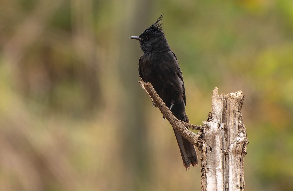 Crested Black-Tyrant - ML645990684