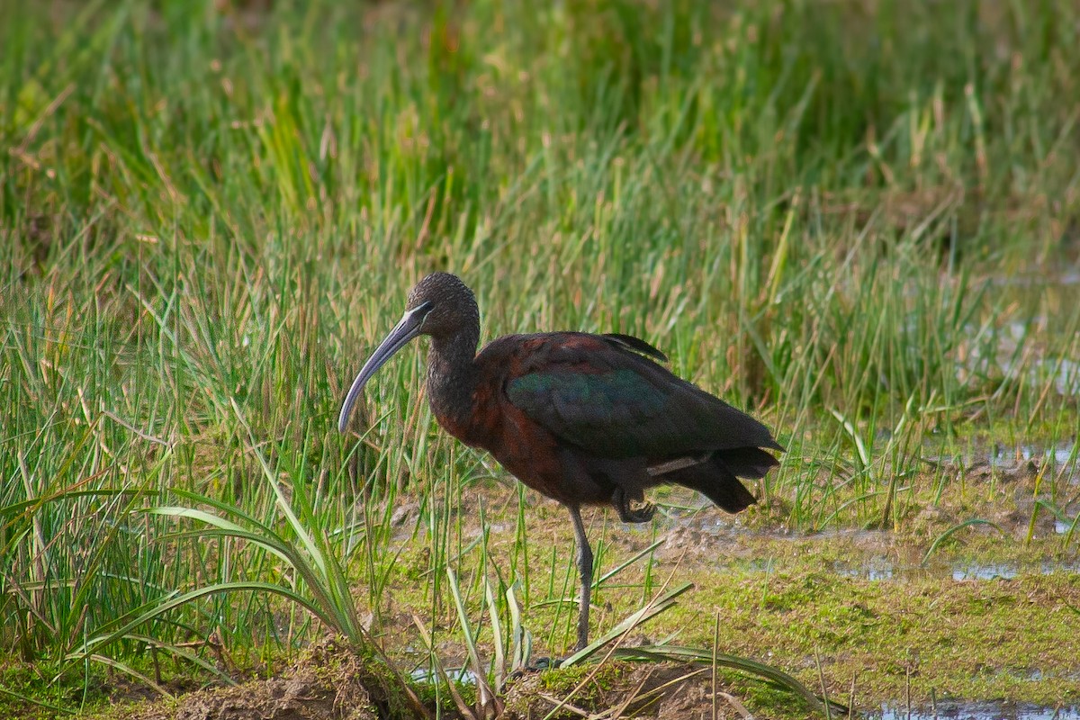 彩䴉 - ML645990685