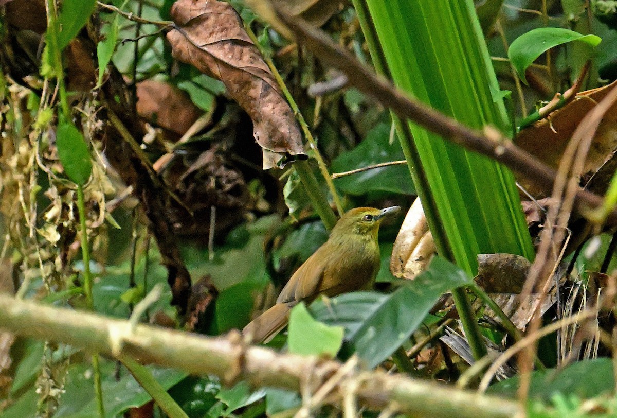 Pin-striped Tit-Babbler - ML645990688