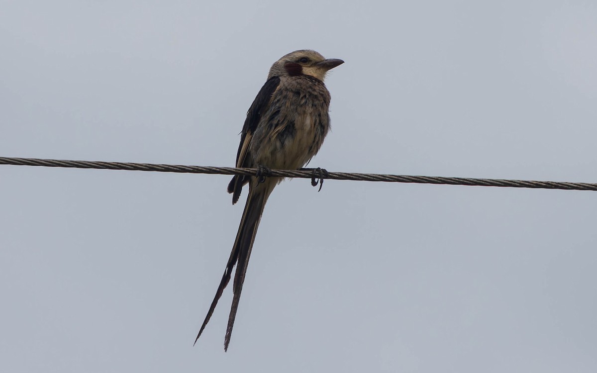 Streamer-tailed Tyrant - ML645990691