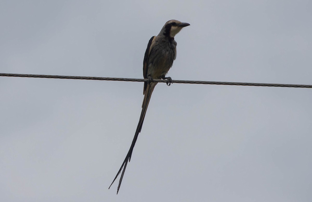 Streamer-tailed Tyrant - ML645990692