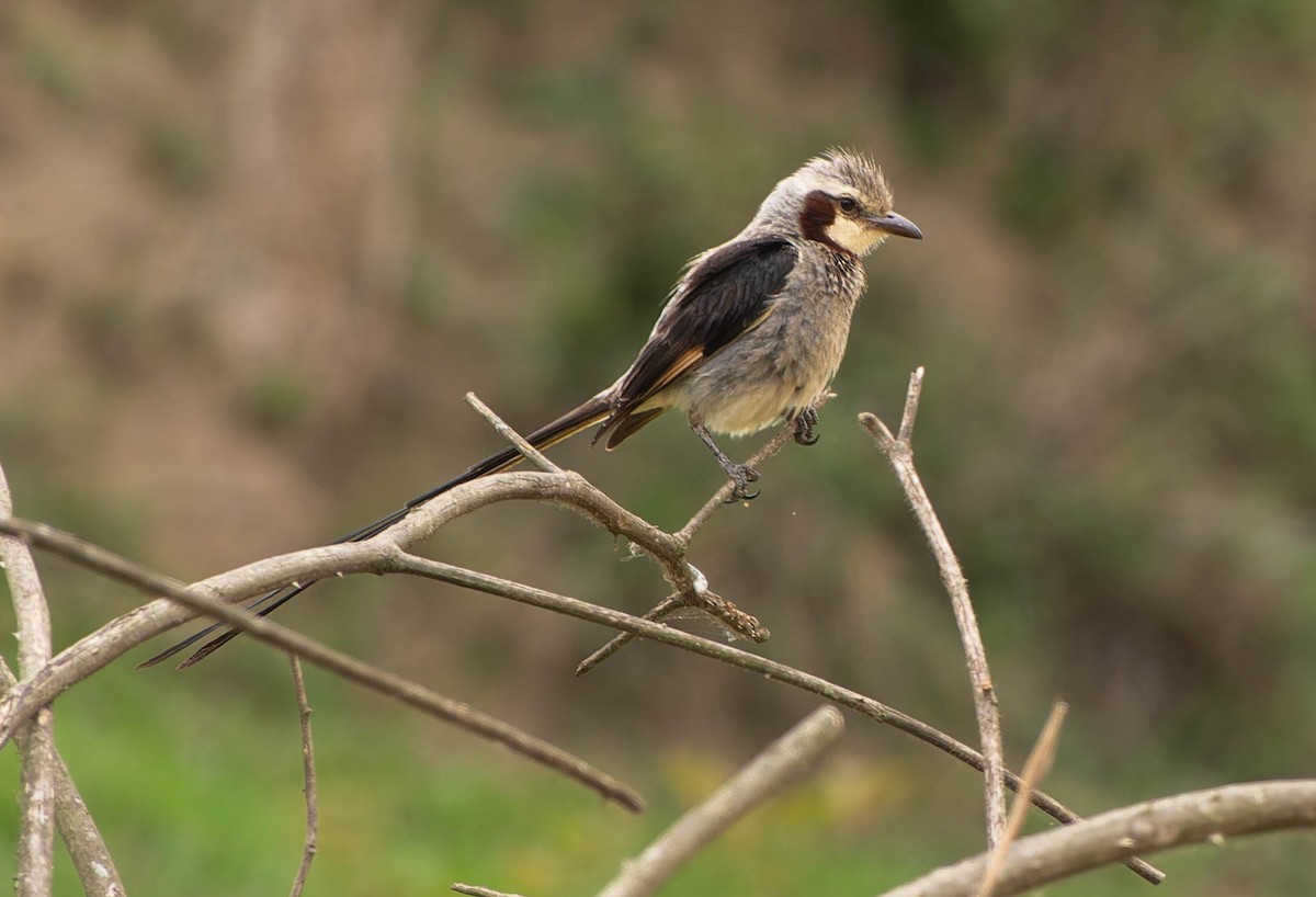 Streamer-tailed Tyrant - ML645990693