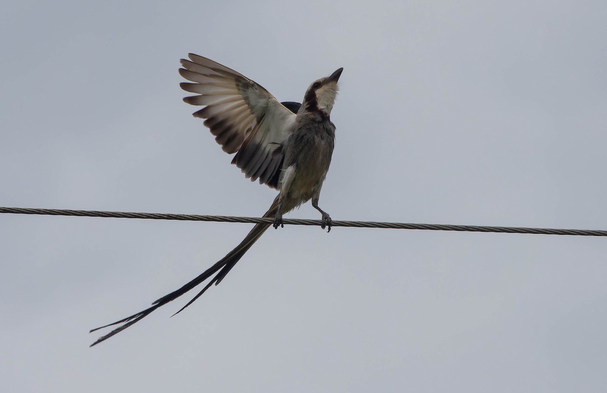 Streamer-tailed Tyrant - ML645990694