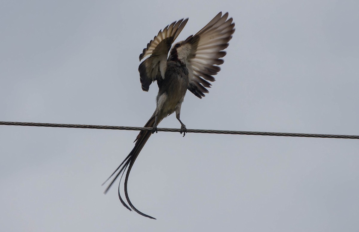 Streamer-tailed Tyrant - ML645990695