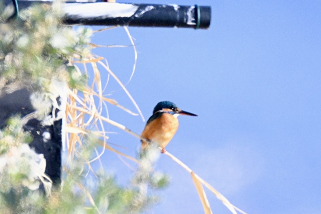 翠鳥 - ML645990697