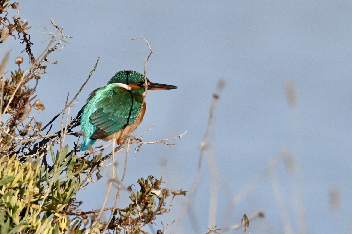 翠鳥 - ML645990698