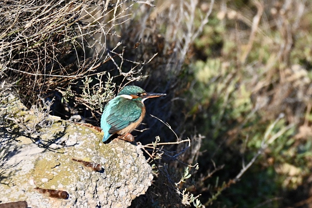 翠鳥 - ML645990699