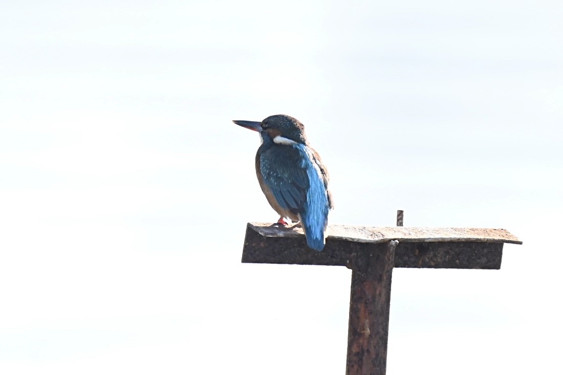 翠鳥 - ML645990700