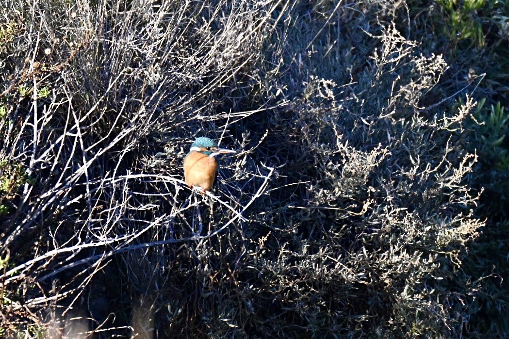 翠鳥 - ML645990701