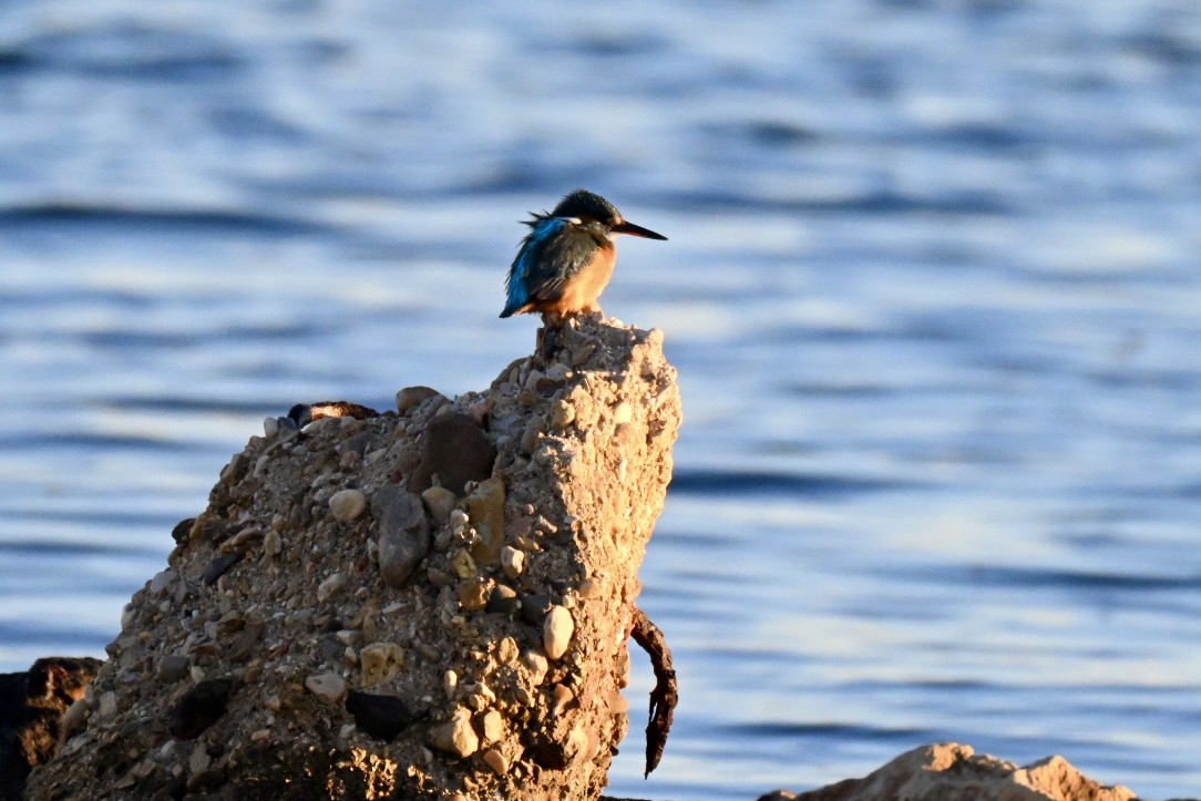 翠鳥 - ML645990702