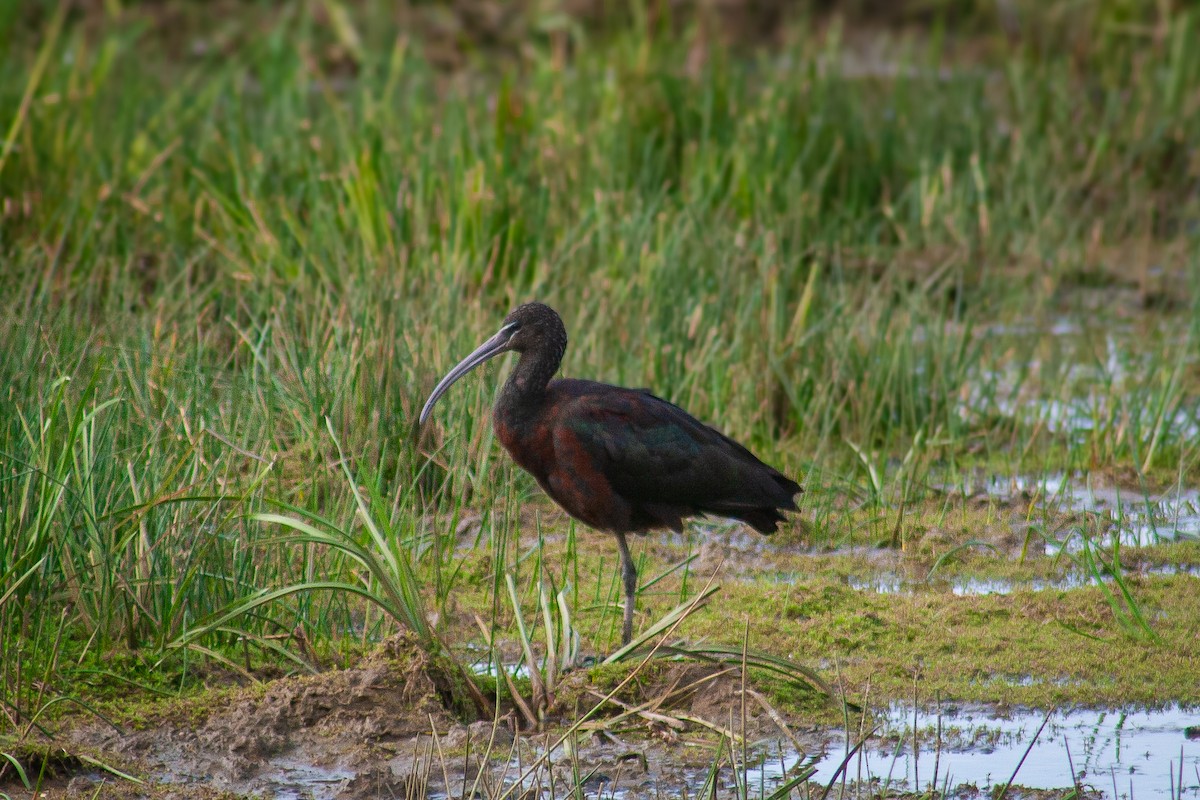 彩䴉 - ML645990703