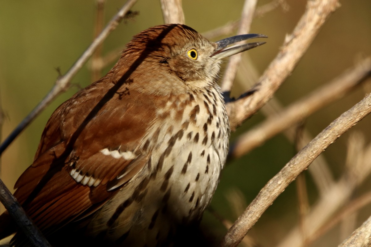 Brown Thrasher - ML645990713