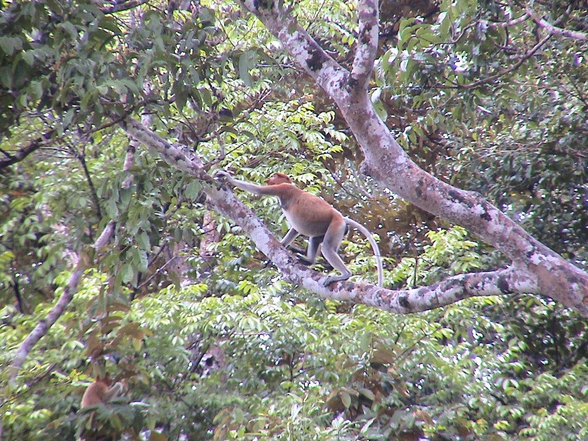 Proboscis Monkey - ML645990721