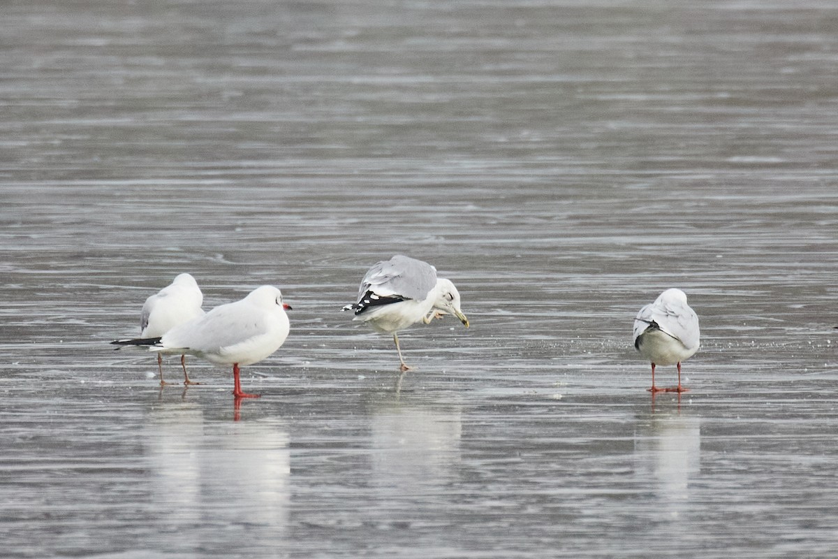 歐亞海鷗 - ML645990727