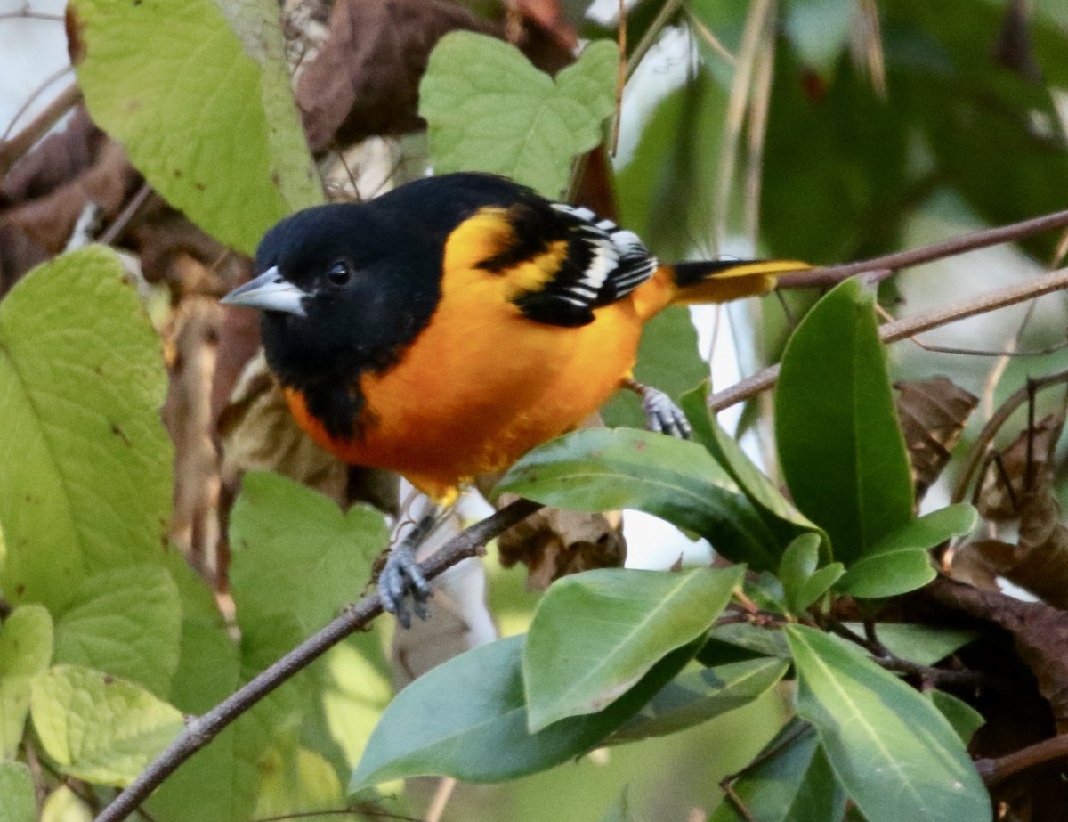 trupiál baltimorský - ML645990737