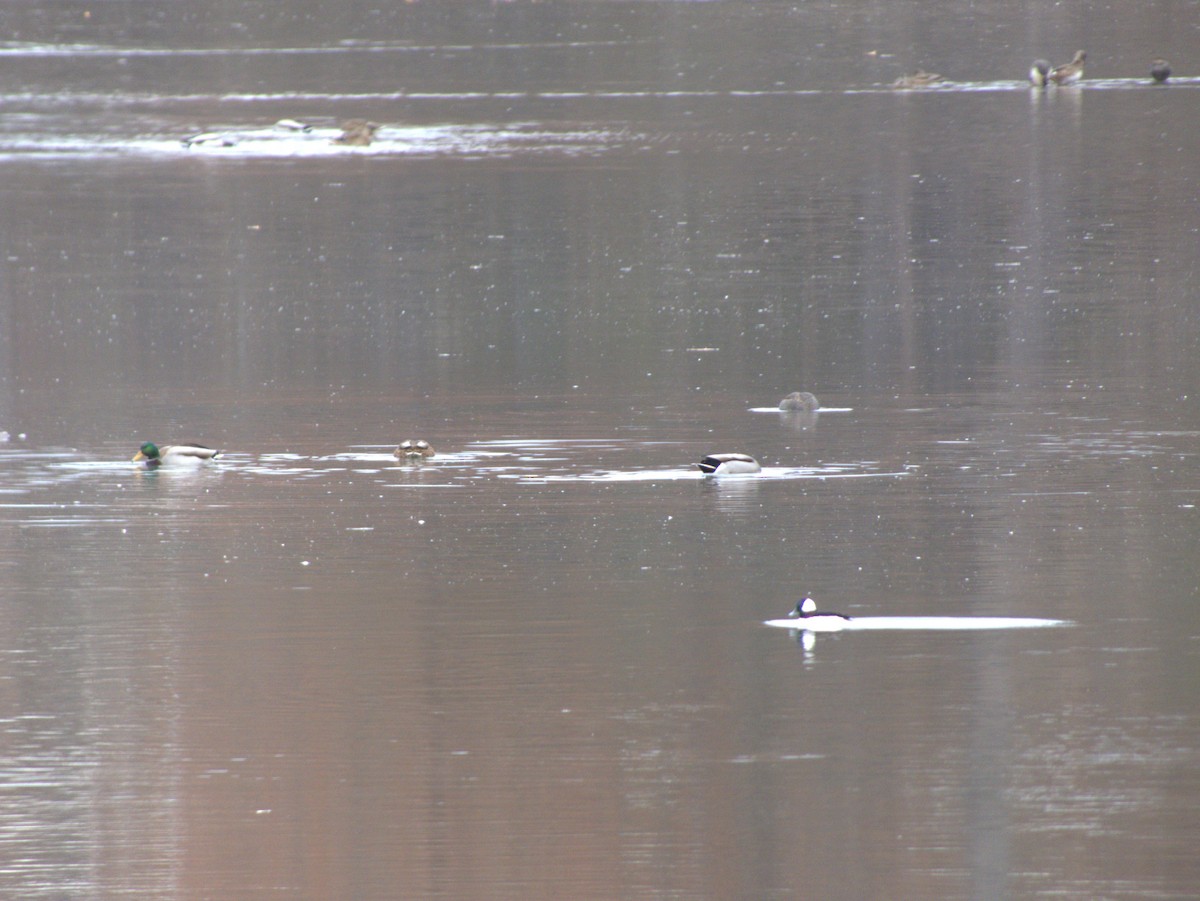 ヒメハジロ - ML645990739