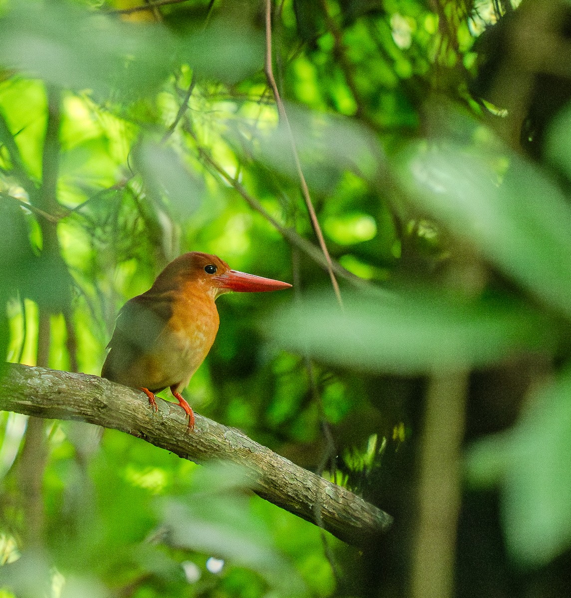 Ruddy Kingfisher - ML645990756