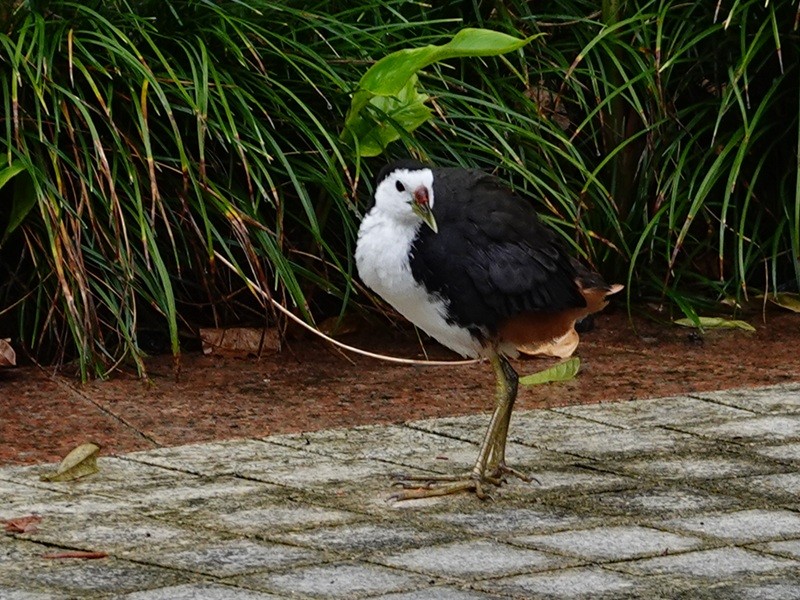 White-breasted Waterhen - ML645990758