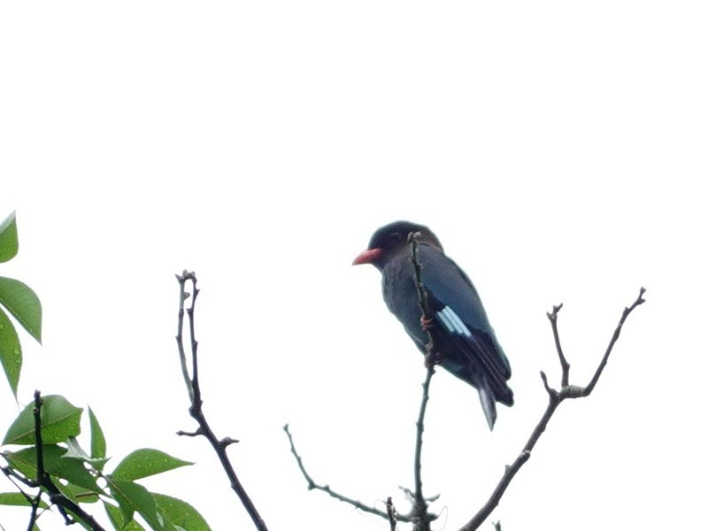 Дорнын эрдэнийн шувуу - ML645990760