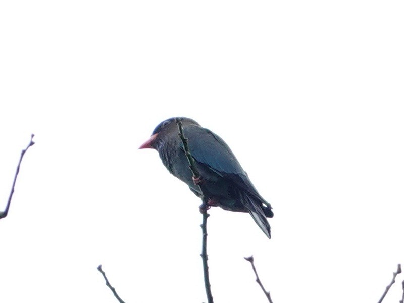 Дорнын эрдэнийн шувуу - ML645990761