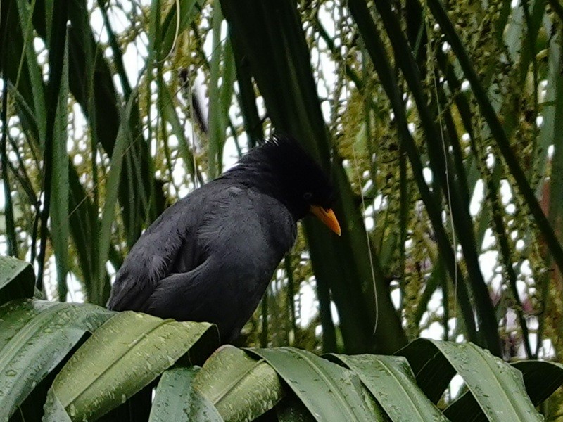 Javan Myna - ML645990770