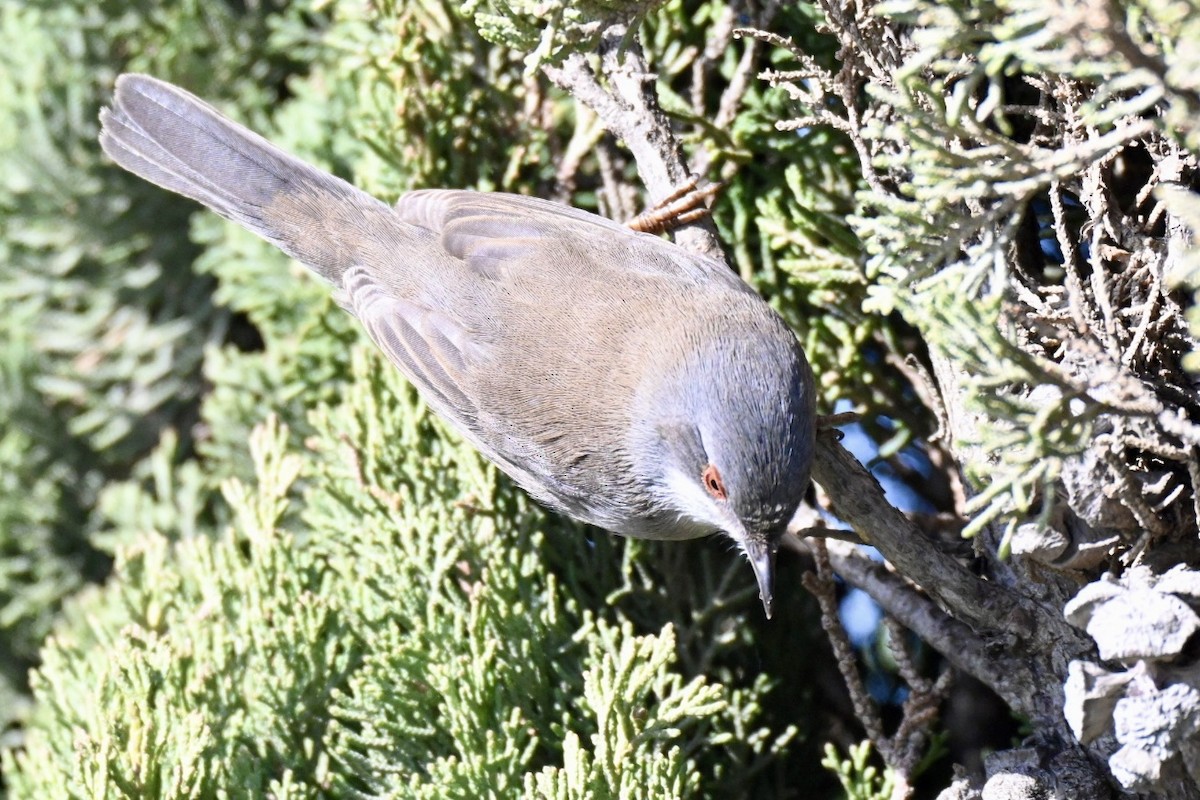 Samtkopf-Grasmücke - ML645990773