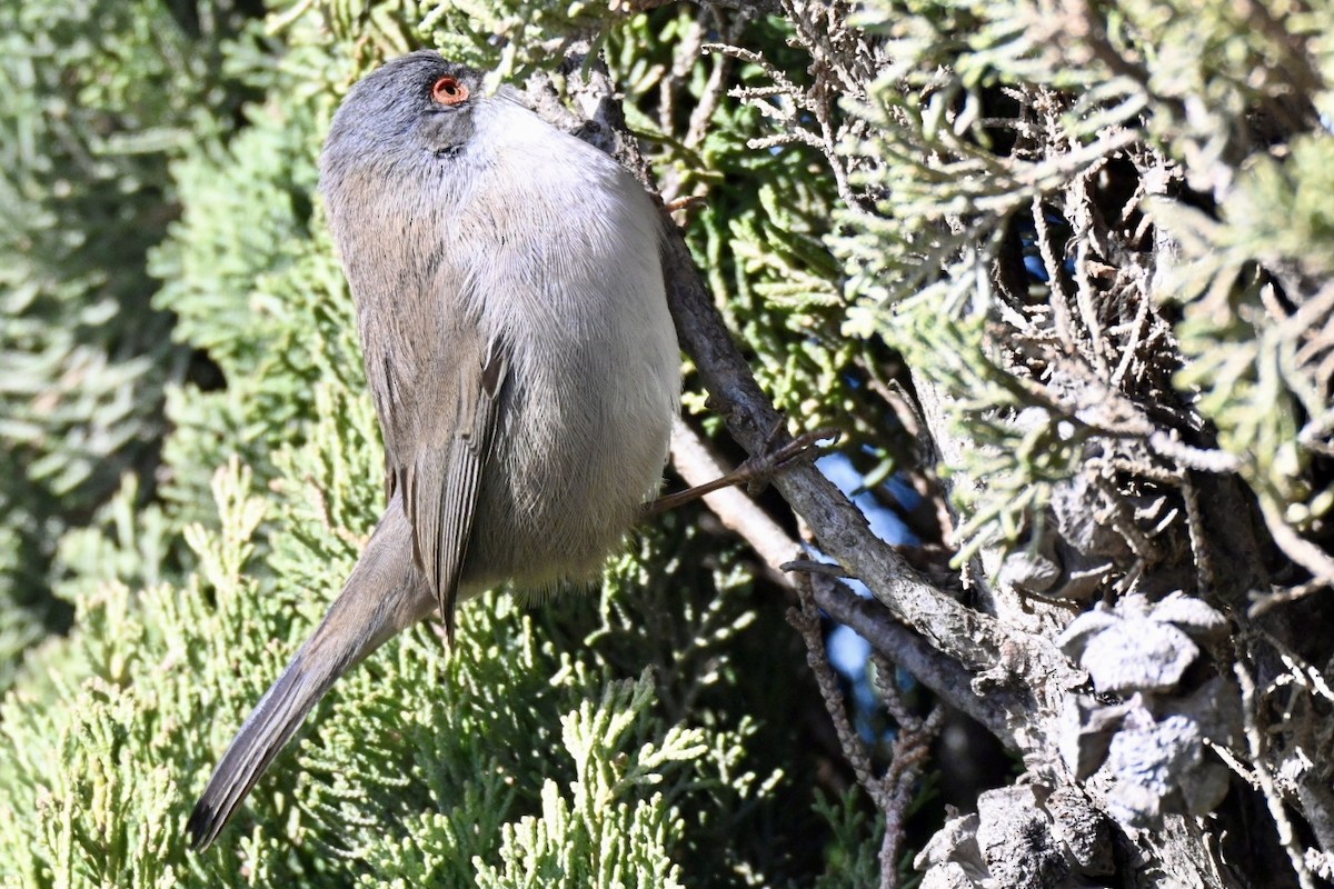 Samtkopf-Grasmücke - ML645990774
