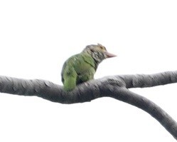 Lineated Barbet - ML645990776