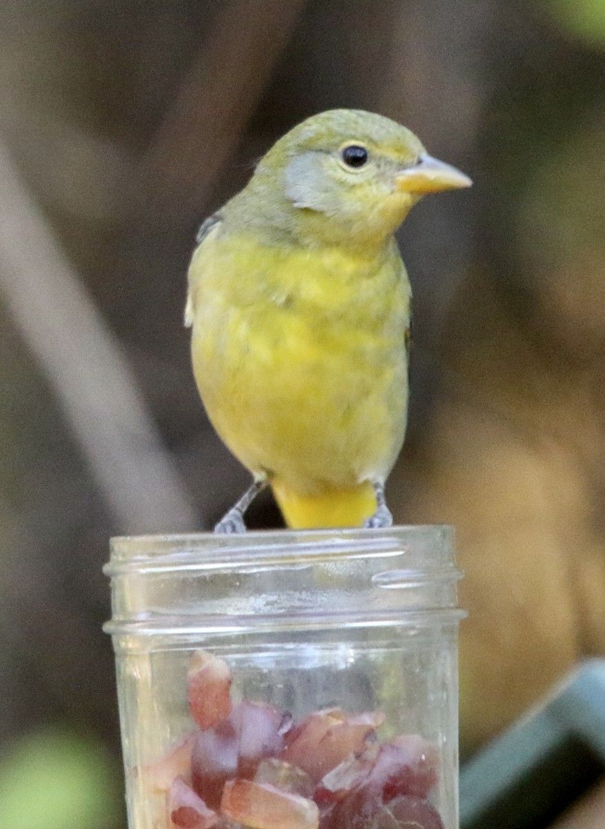 Western Tanager - ML645990780