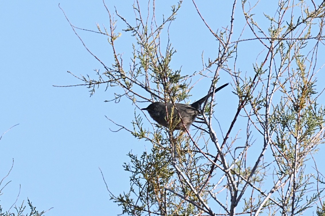 Magnanina comune - ML645990785