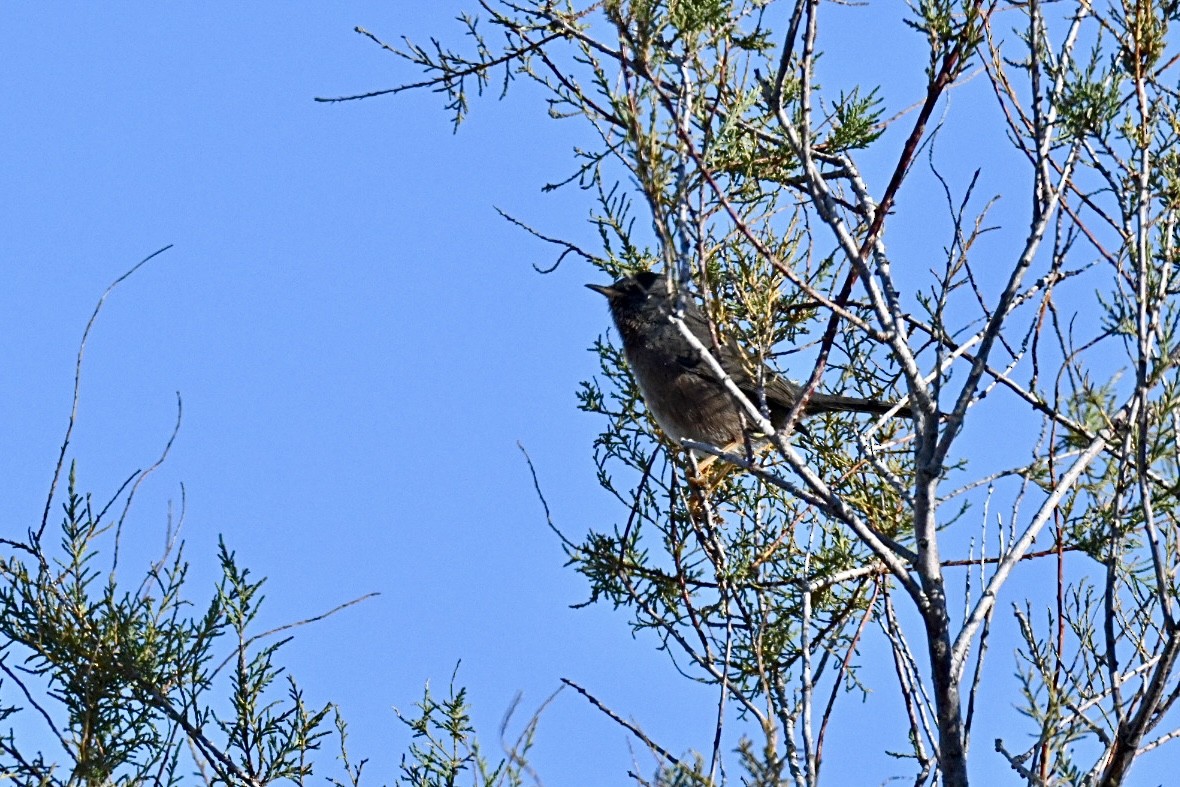 Magnanina comune - ML645990786