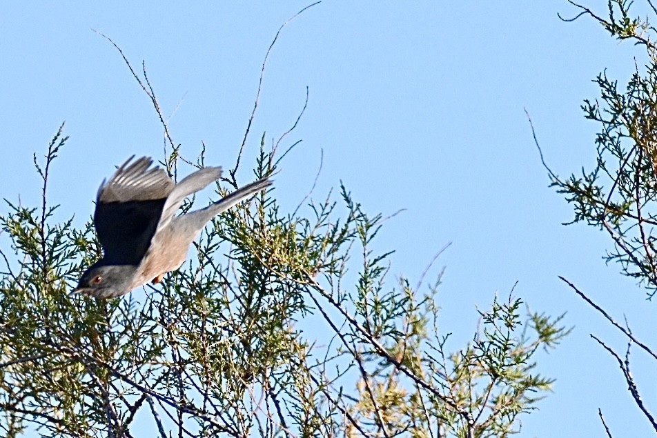 Magnanina comune - ML645990787