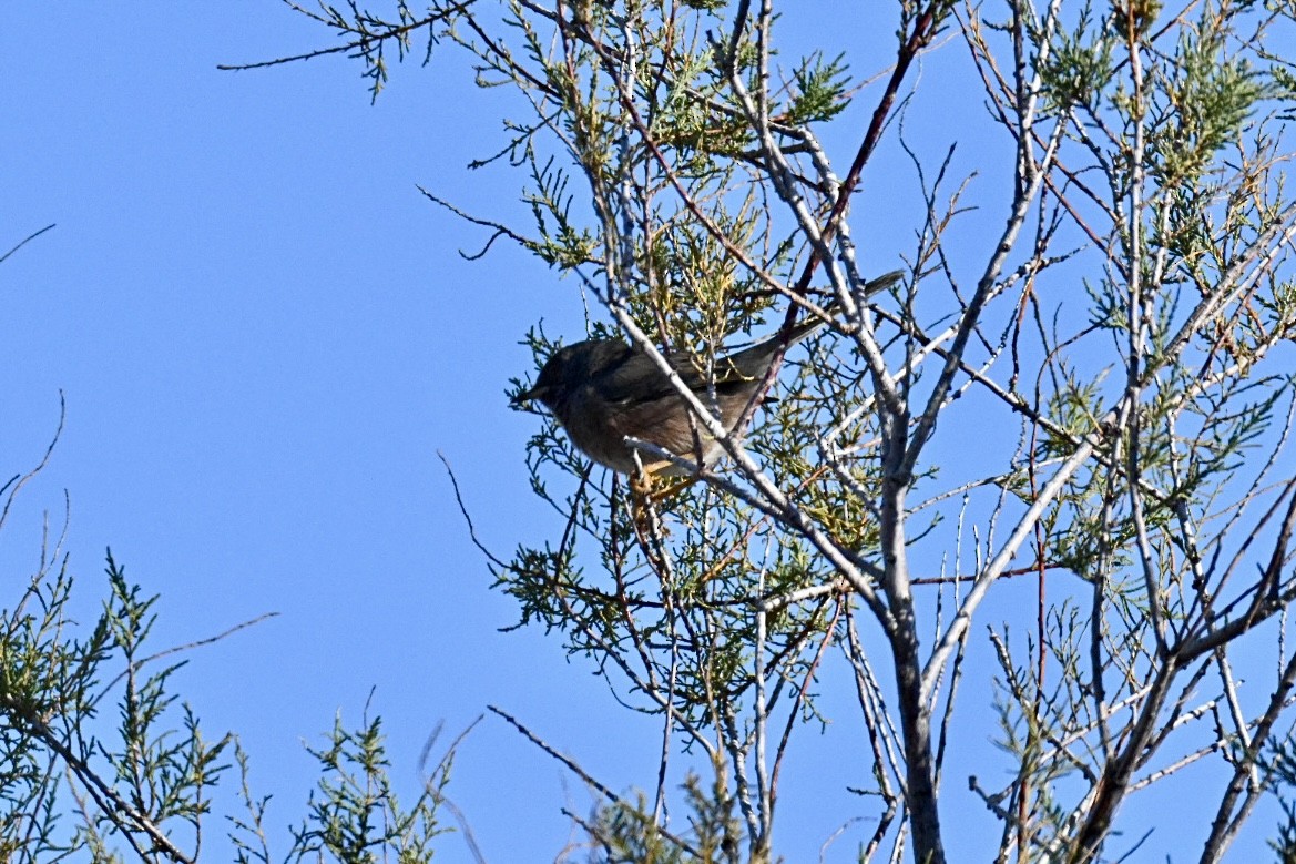 Magnanina comune - ML645990788