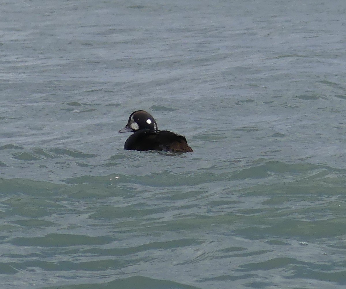 Harlequin Duck - ML645990792