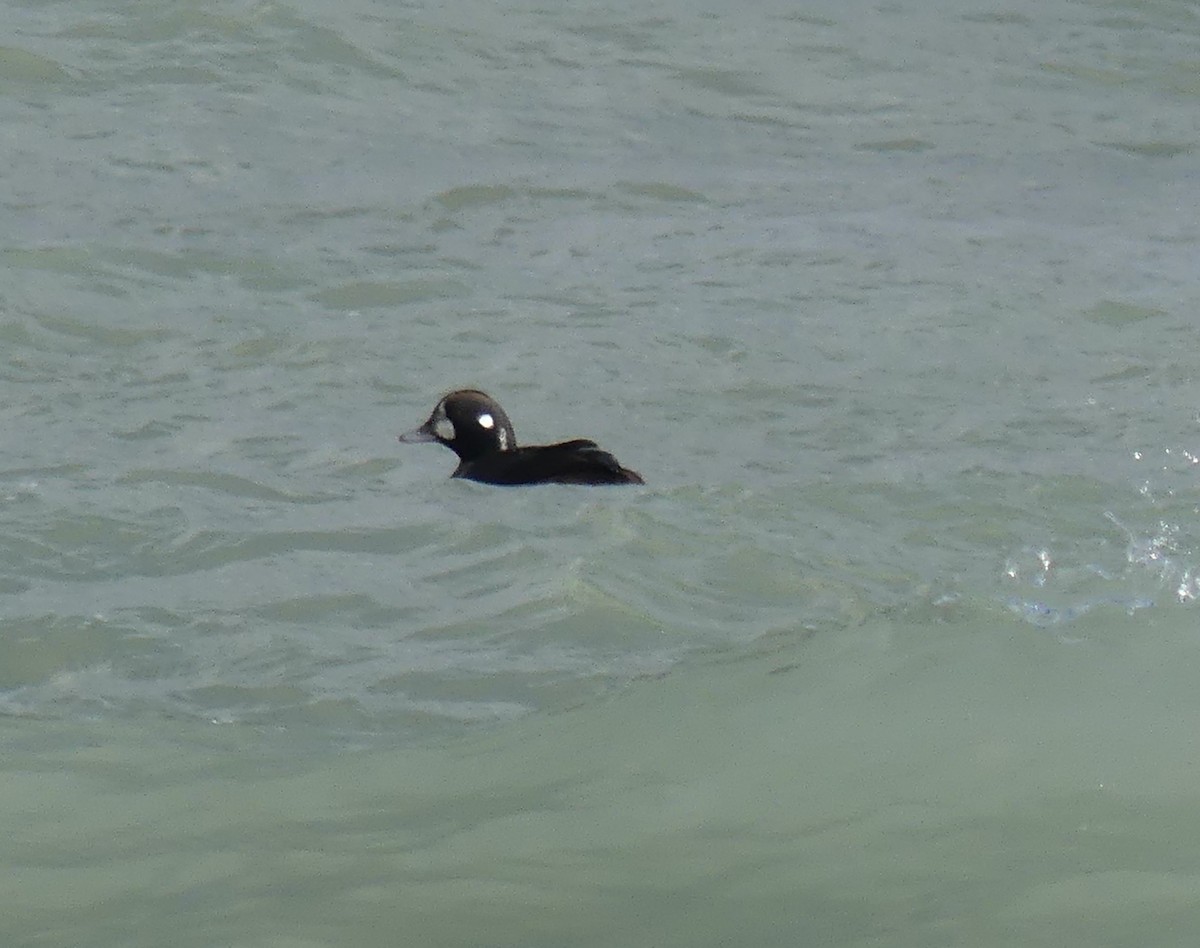 Harlequin Duck - ML645990793