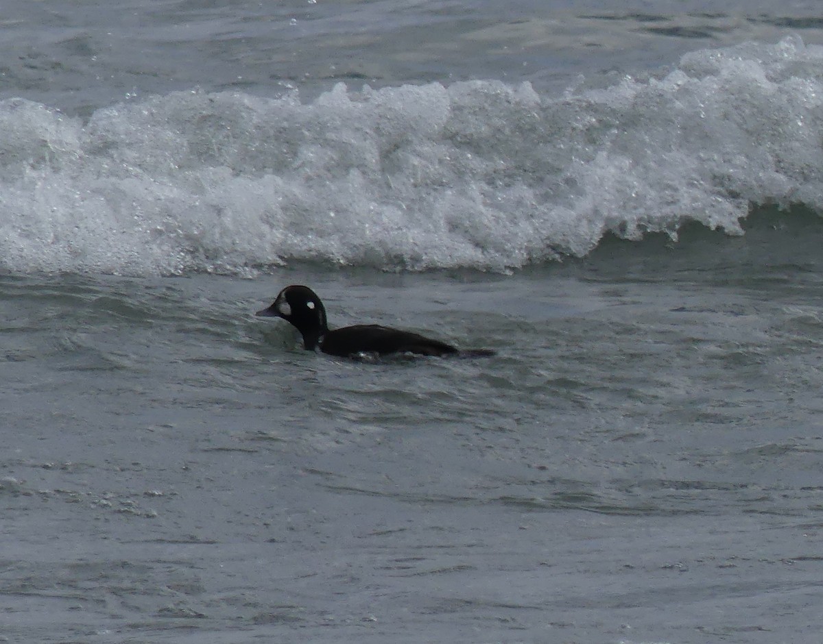 Harlequin Duck - ML645990794