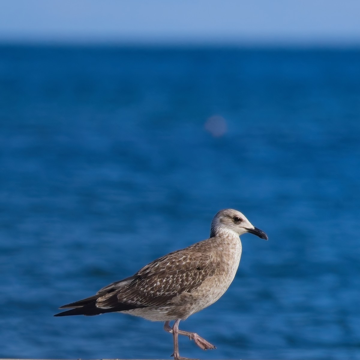Lesser Black-backed Gull - ML645990796
