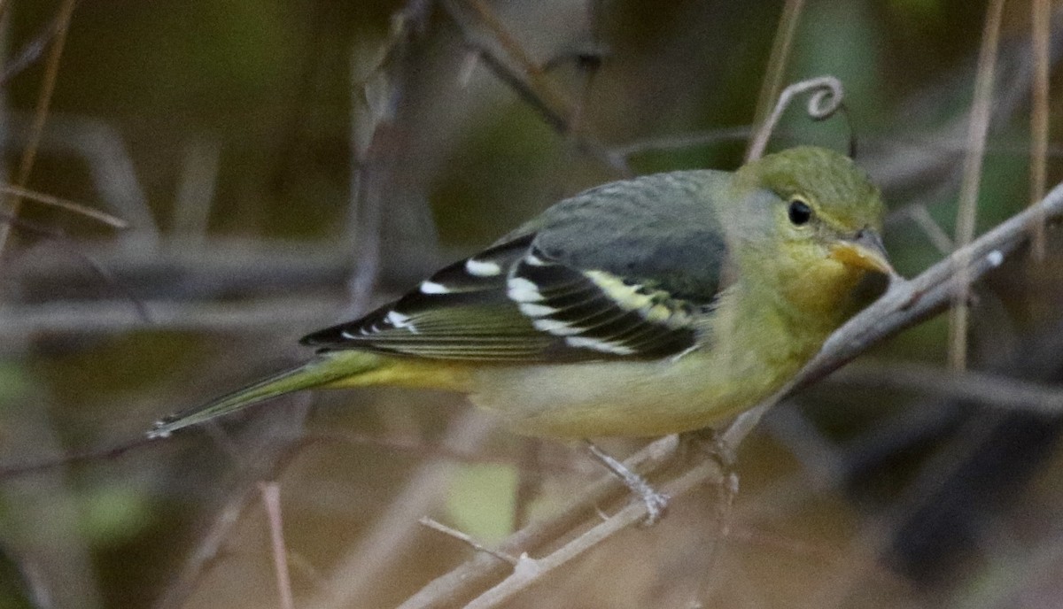 Western Tanager - ML645990797