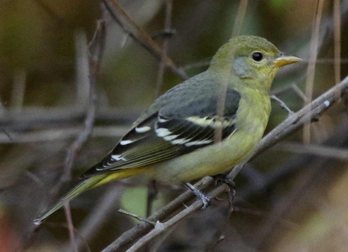Western Tanager - ML645990809