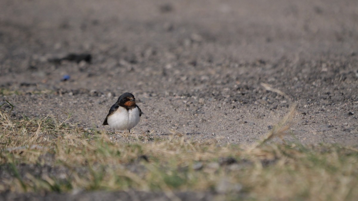 Barn Swallow - ML645990812