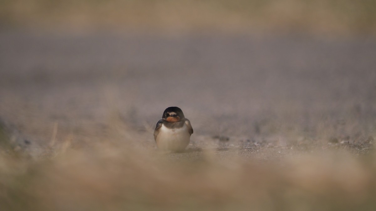 Barn Swallow - ML645990813