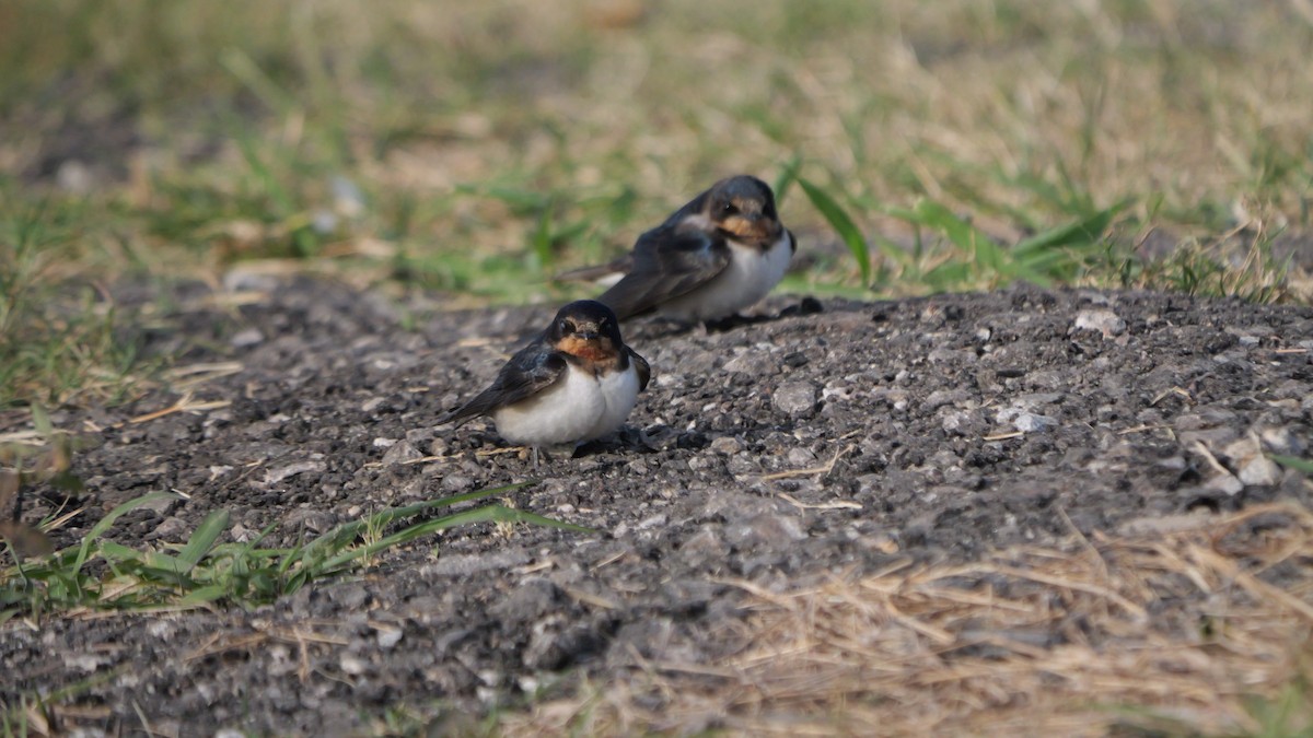 Barn Swallow - ML645990814