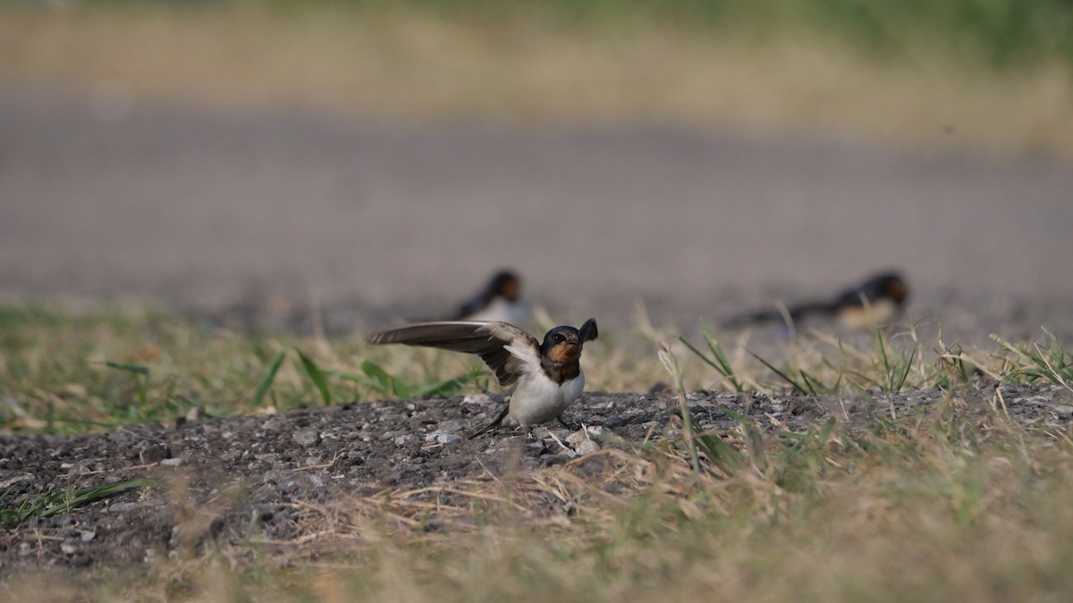 Barn Swallow - ML645990815