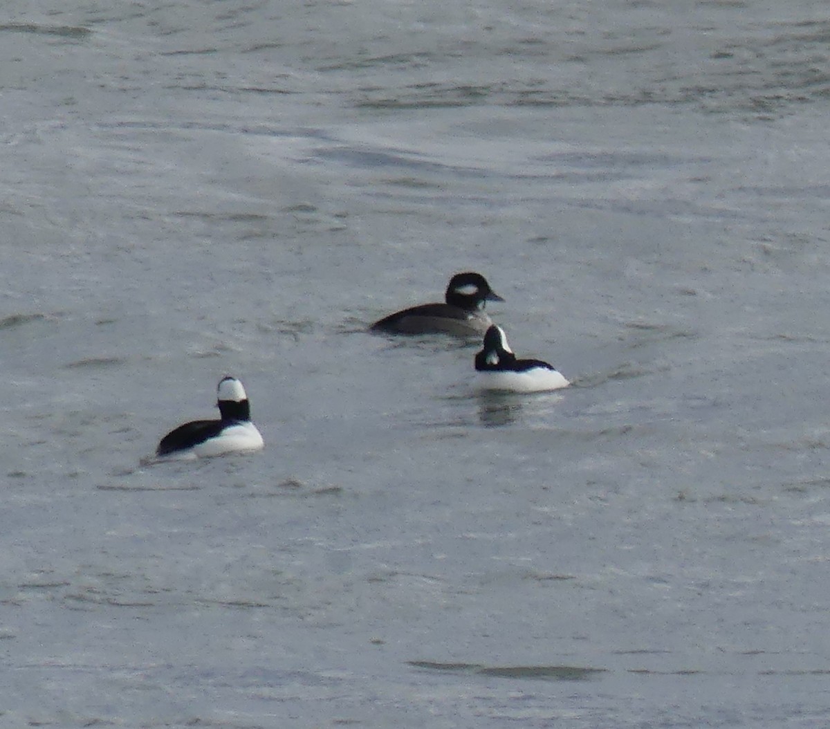 Bufflehead - ML645990816