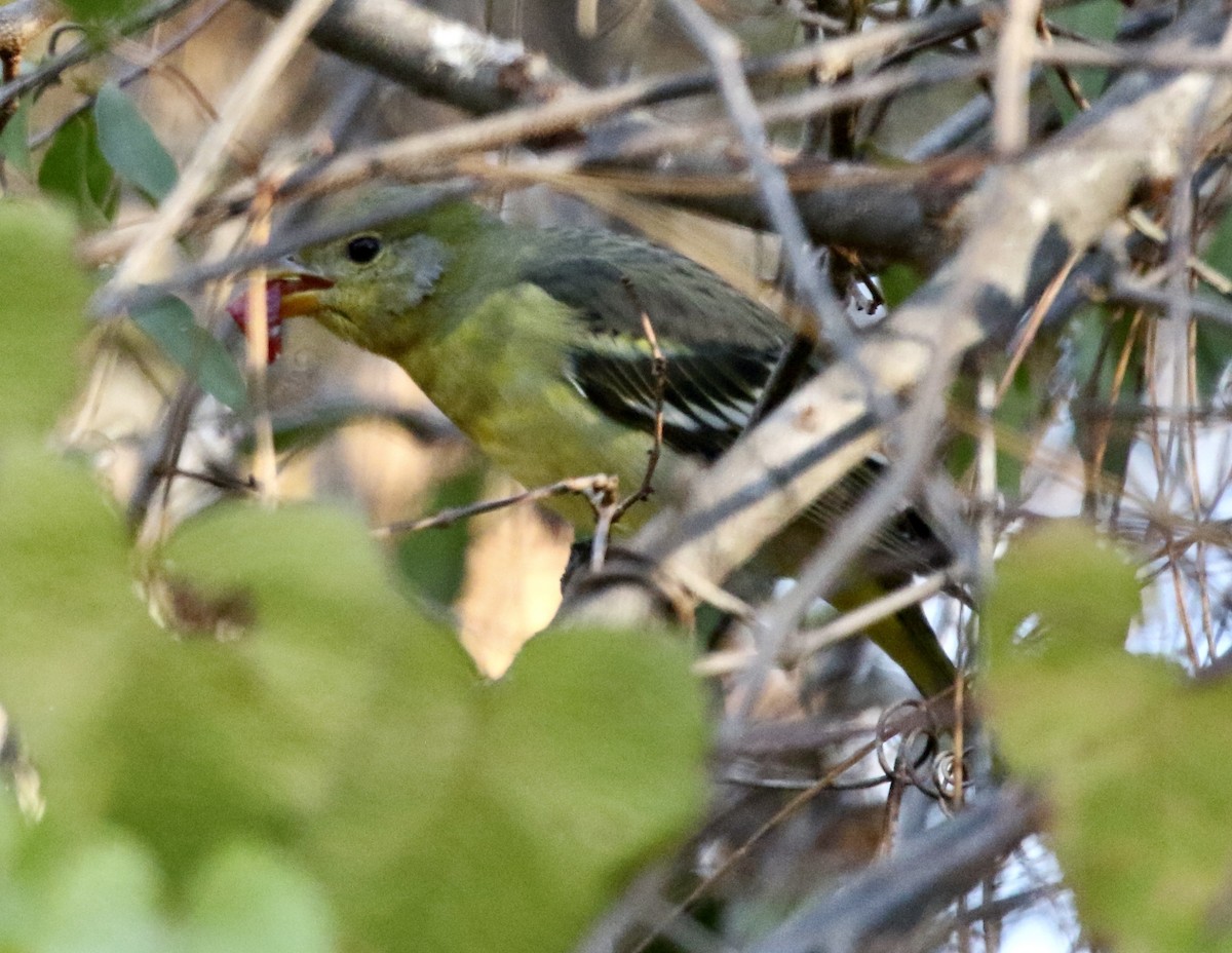 Western Tanager - ML645990817