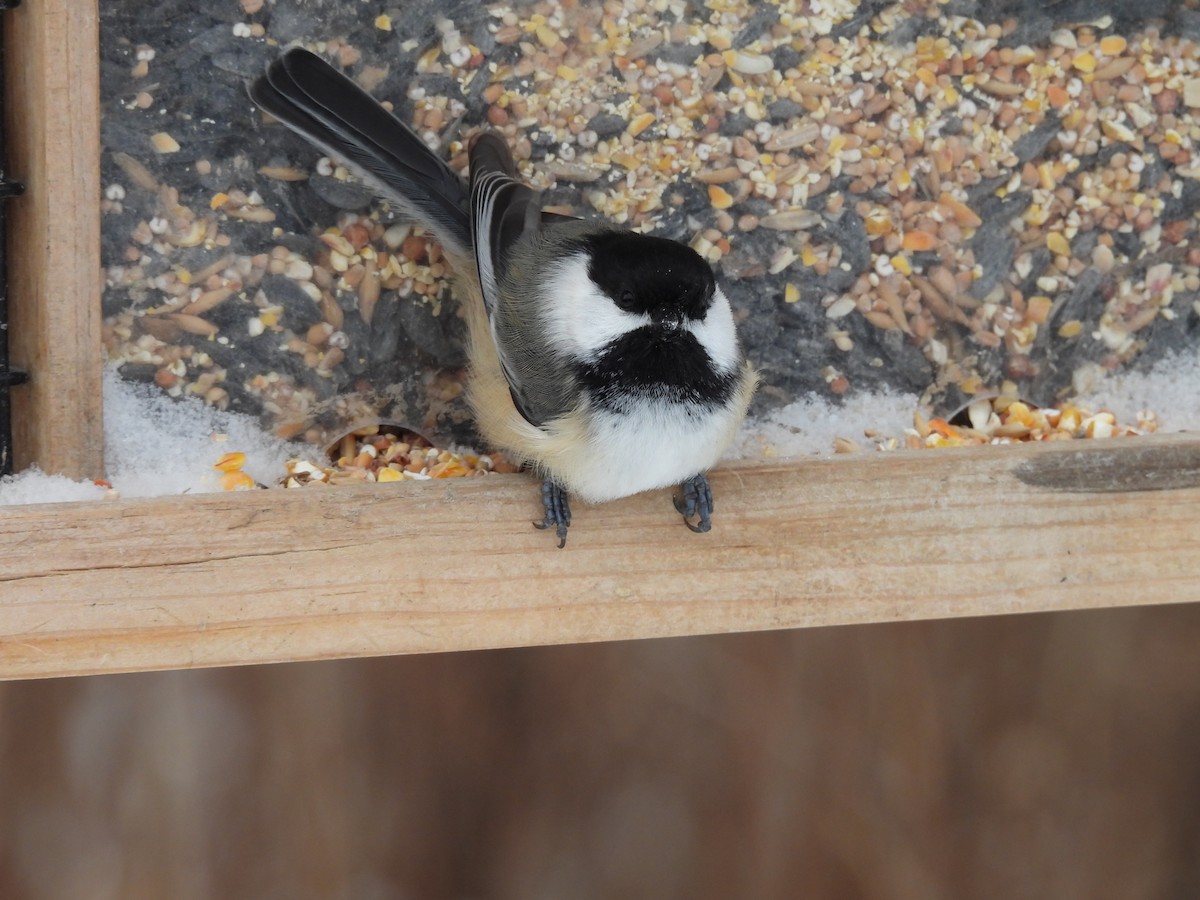 Black-capped Chickadee - ML645990818