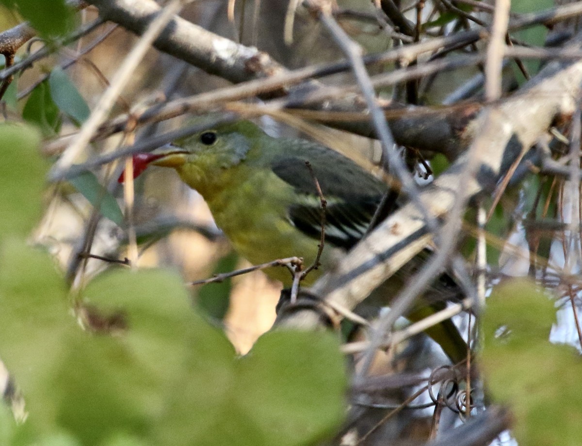 Western Tanager - ML645990835