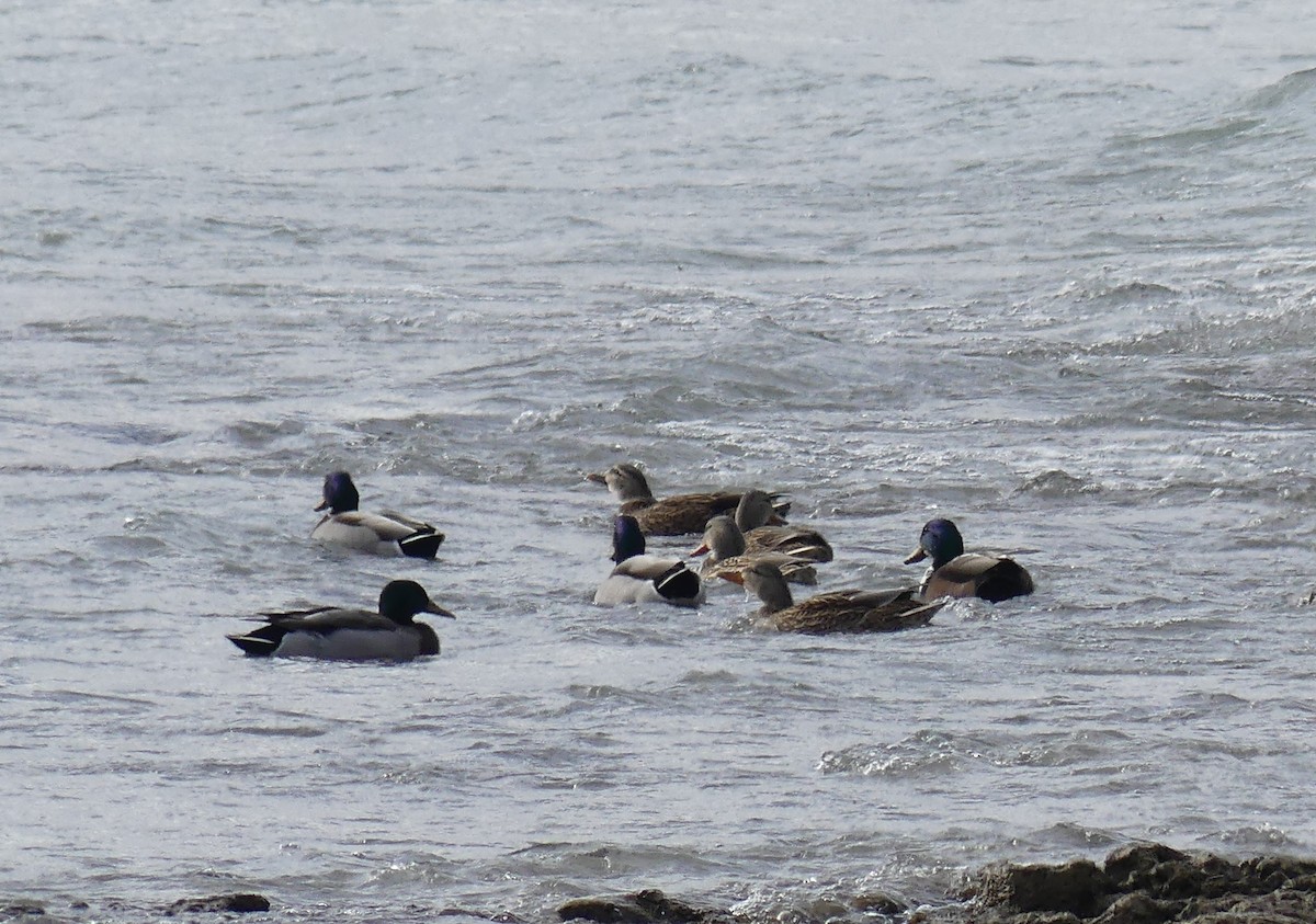 Mallard - ML645990836